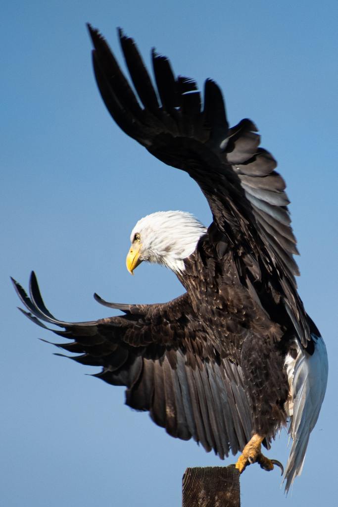 Eagle as a message of self-trust and courage